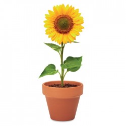 Pot graines de tournesol Sunflower 