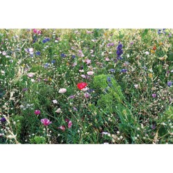 graines de mélange de fleurs Seedlopebee 