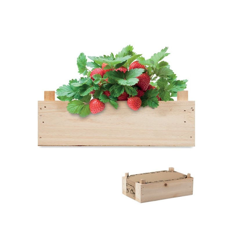 Graines de fraises dans une cai Strawberry 