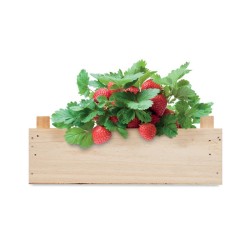 Graines de fraises dans une cai Strawberry 