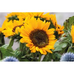Graines de tournesol Girasol 