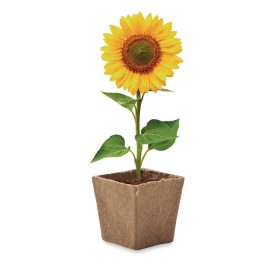 Kit de tournesol 